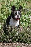 BOSTON TERRIER 015